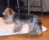 My Rascal