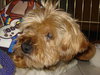 Samson