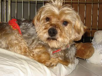 Samson