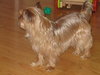 Penny Lane
