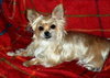 Penny Lane