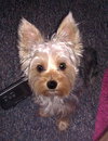 Dutch from Garfield