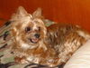 Mink