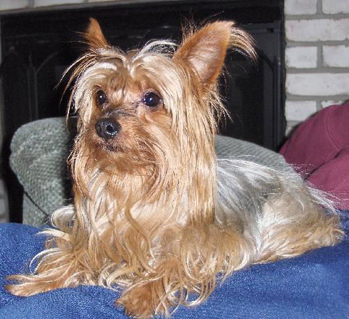 Lexy