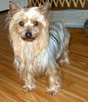 Prissy