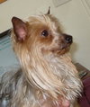 Prissy