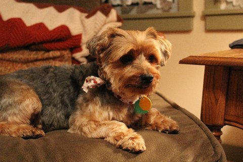 Rudy from Downingtown