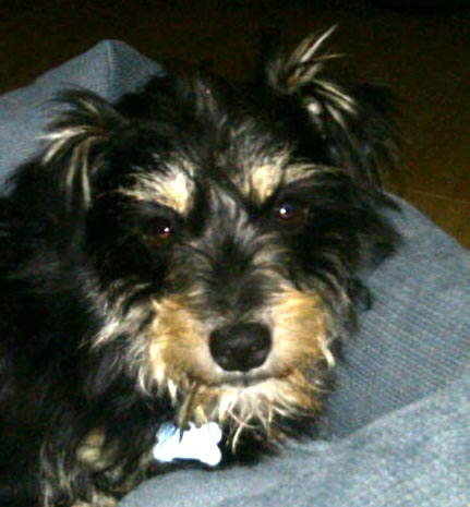 Penny in Brooklyn COURTESY POST