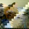 Lily RR