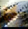 Lily RR