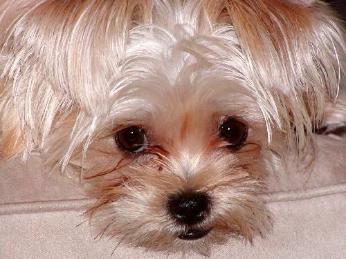 Tetley