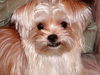 Tetley