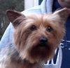 Flynn