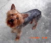 Flynn