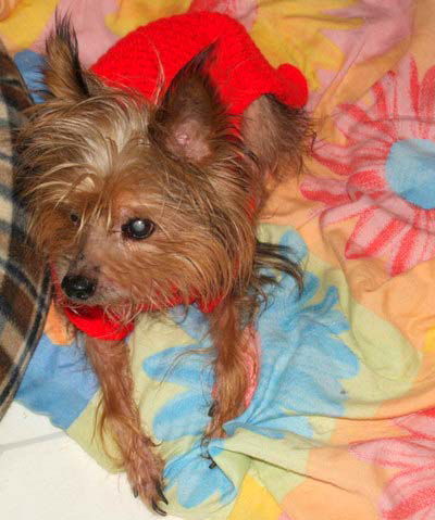 Blind Tommy the Thanksgiving Turkey Yorkie