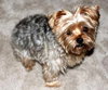 Rocky - courtesy posting