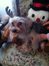 Chris-moose