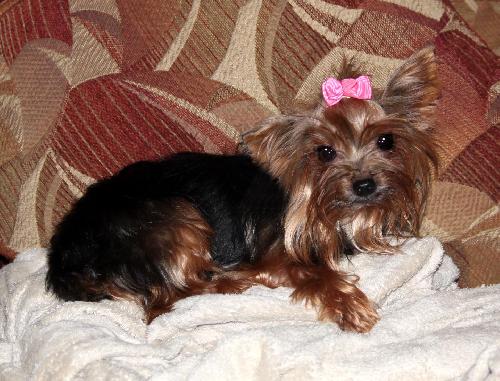 Trixie