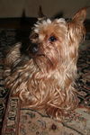 Lexy