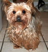 Lexy