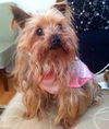 Lexy