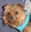 Josie