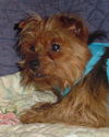 Josie