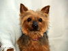 Izzy Belle