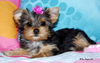 Izzy Belle