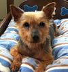 Izzy Belle