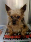 Mindy