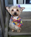 Roxi Anne