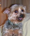 Toby