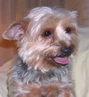 Toby