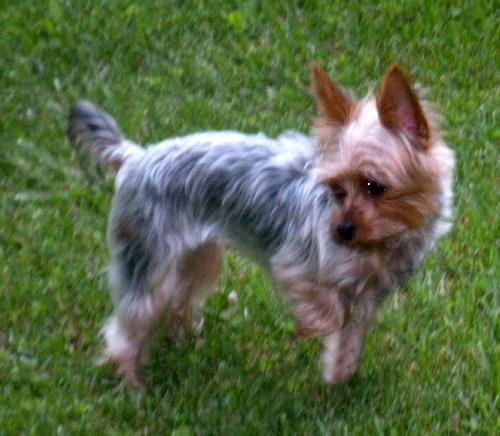 Mazie