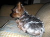 Mazie