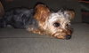 Tootsie TT