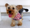 Tootsie TT