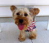 Tootsie TT