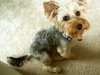 Tootsie TT
