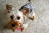 Tootsie TT