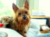 June Bug