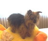 Pupcake O!