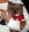 Pupcake O!
