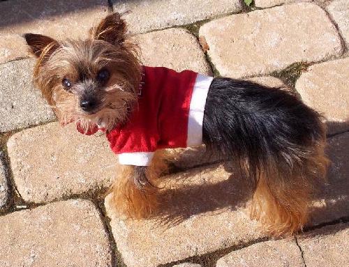 Pupcake O!