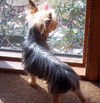Gizmo
