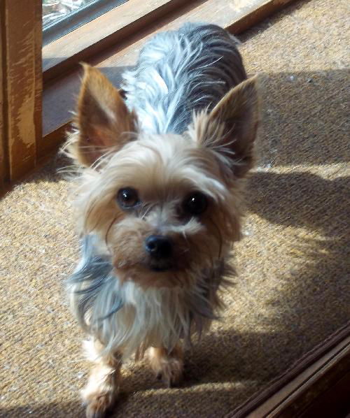 Gizmo