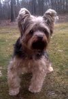 Amblin' Sam