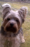 Amblin' Sam