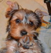 Duke the Dude